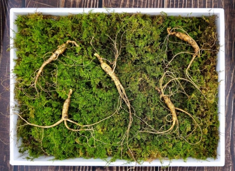 삼선생,삼선생 프리미엄 산양산삼 6-7년근 10뿌리